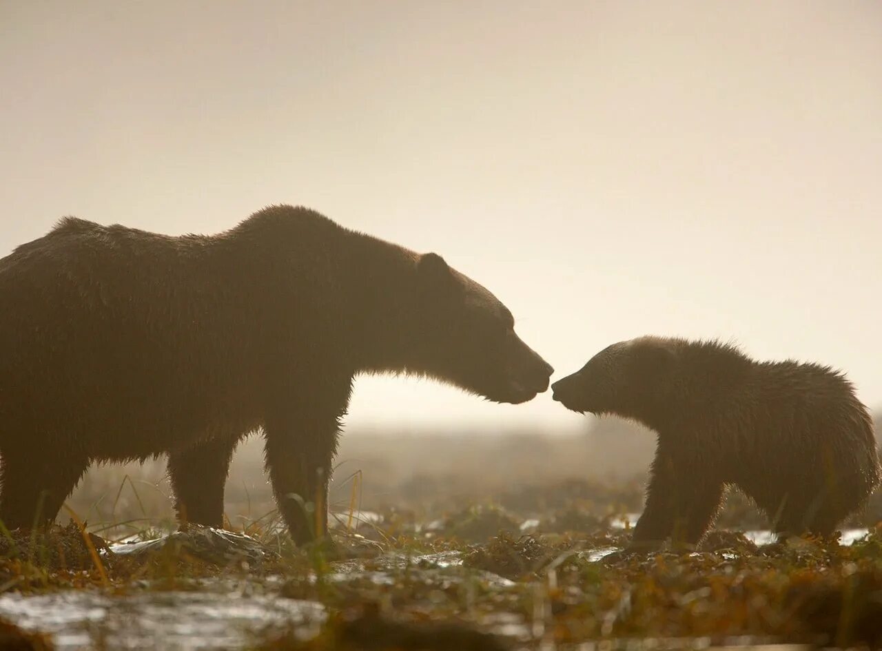 Медведь Гризли. National Geographic медведь. Медведица с медвежатами. Темно бурый медведь.