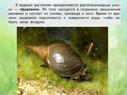 Малый прудовик обитает