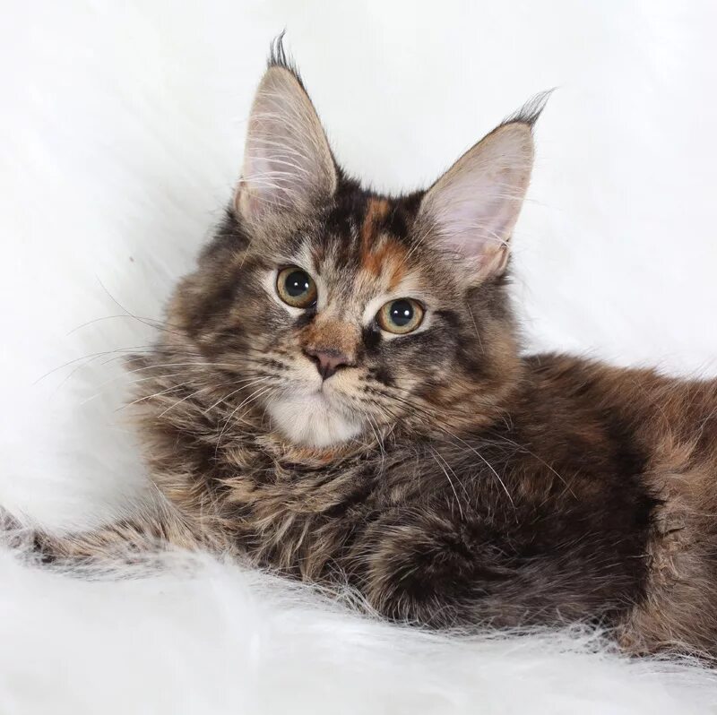 Мейн-кун. Мейн-кун купить в минске. Американский мейн кун. Мейн кун минск. Порода мейн кун.