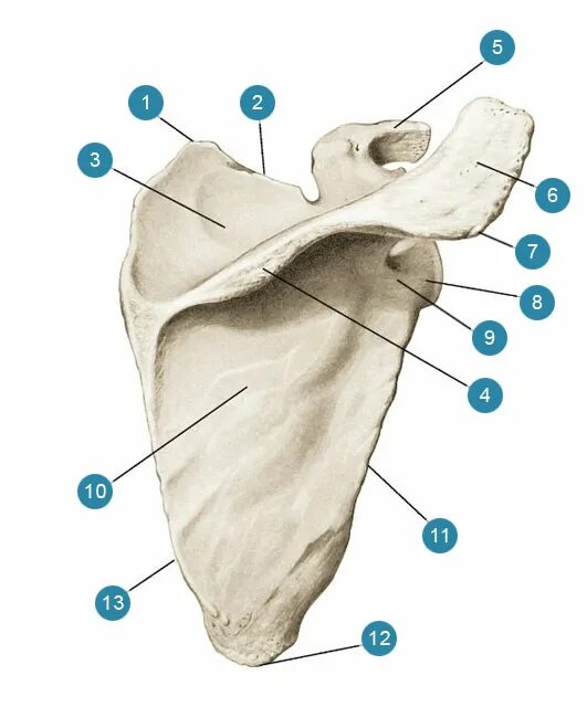Лопатка анатомия Синельников. Лопатка строение Синельников. Лопатка строение кости анатомия.