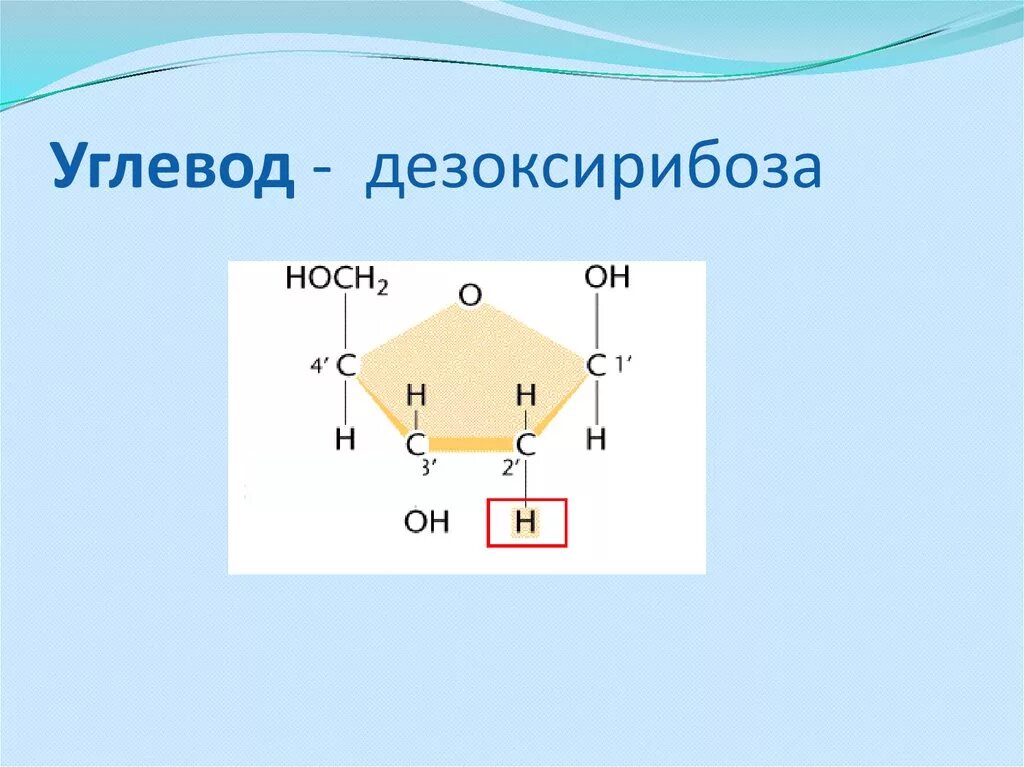 1. Рибоза и дезоксирибоза. 2 Дезоксирибоза. Циклическая дезоксирибоза. Дезоксирибоза циклическая формула. Строение рибозы