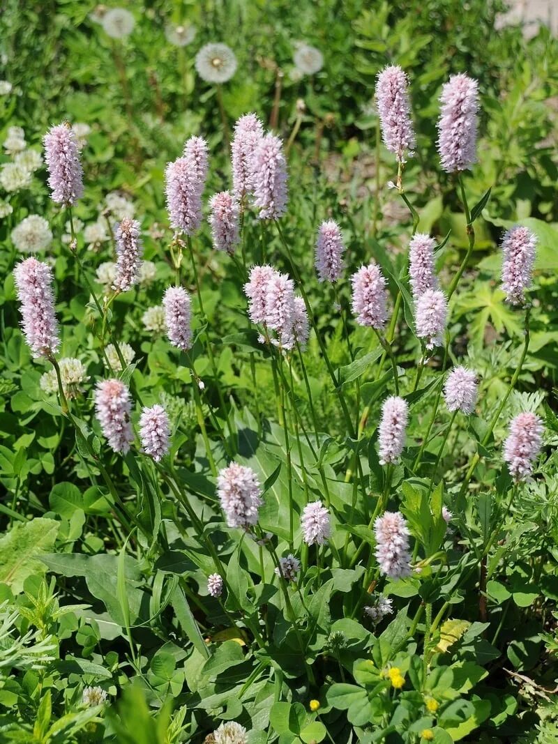 Горец змеиный (Polygonum bistorta). Bistorta officinalis. Змеевик Горец. Bistorta корни.