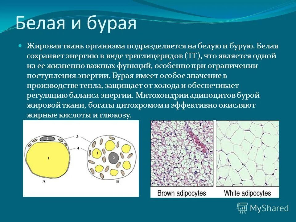 Какая ткань образует жировую ткань. Схема строения адипоцитов разных видов жировой ткани. Жировые клетки инсулин. Жировая ткань строение. Бежевая жировая ткань.
