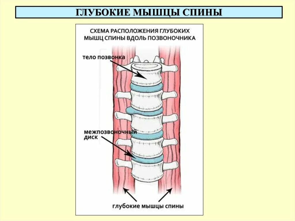 Мышцы позвоночника. Мышцы спины. Глубокие мышцы спины. Мышцы спины глубокие мышцы.