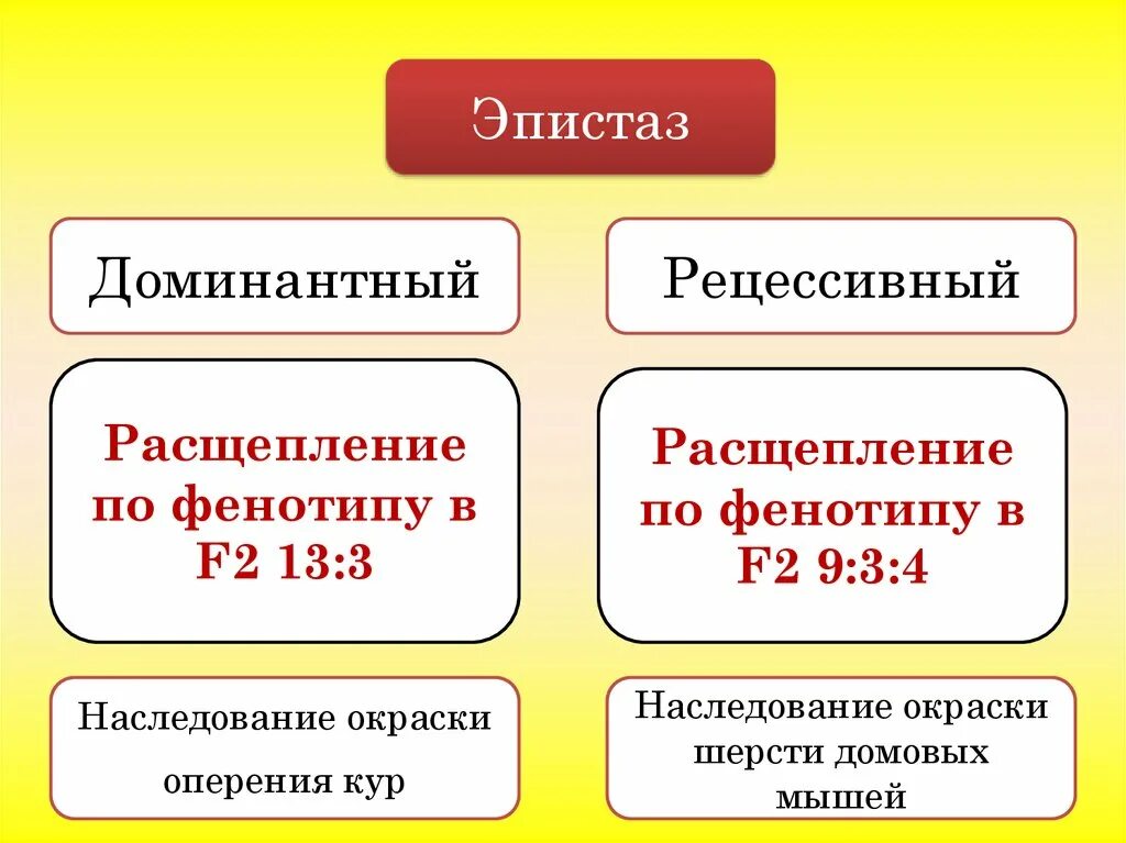 Доминантный эпистаз расщепление. Эпистаз доминантный и рецессивный. Рецессивный эпистаз расщепление. Доминантный эпистаз расщепление по фенотипу. Расщепление аллельных генов