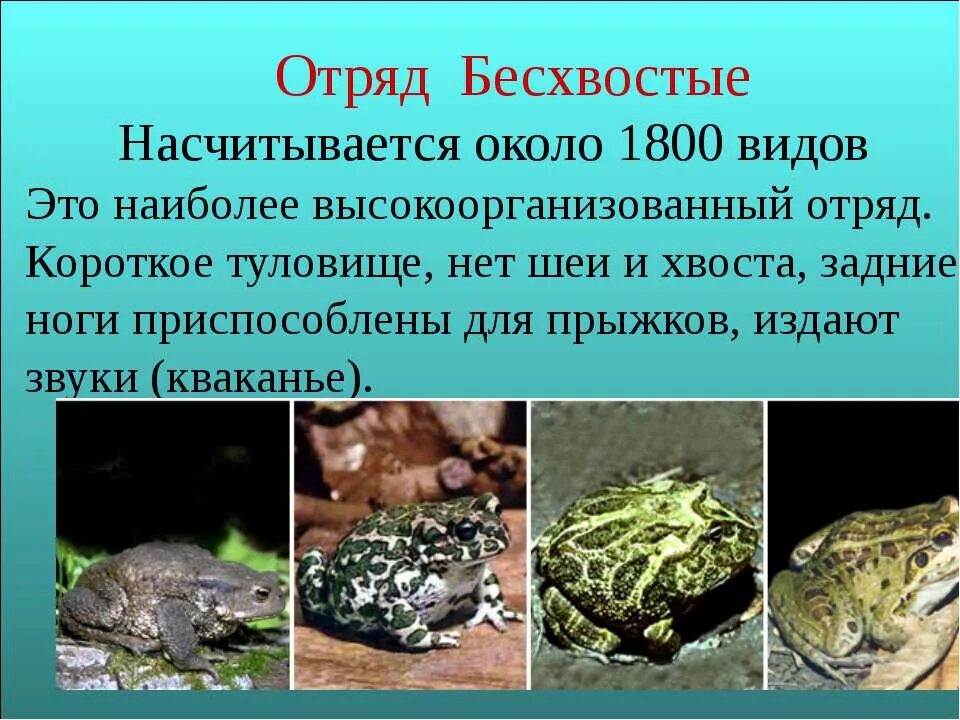 общая характеристика земноводных. характеристика класса земноводные 7 класс биология.