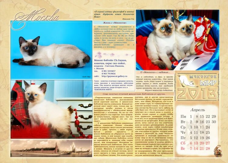Рассмотрите фотографию кошки меконгский бобтейл. Меконгский бобтейл Линкс-пойн. Мейн-кун: Меконгский бобтейл. Меконгский бобтейл черепаховый окрас. Меконгский бобтейл белый.