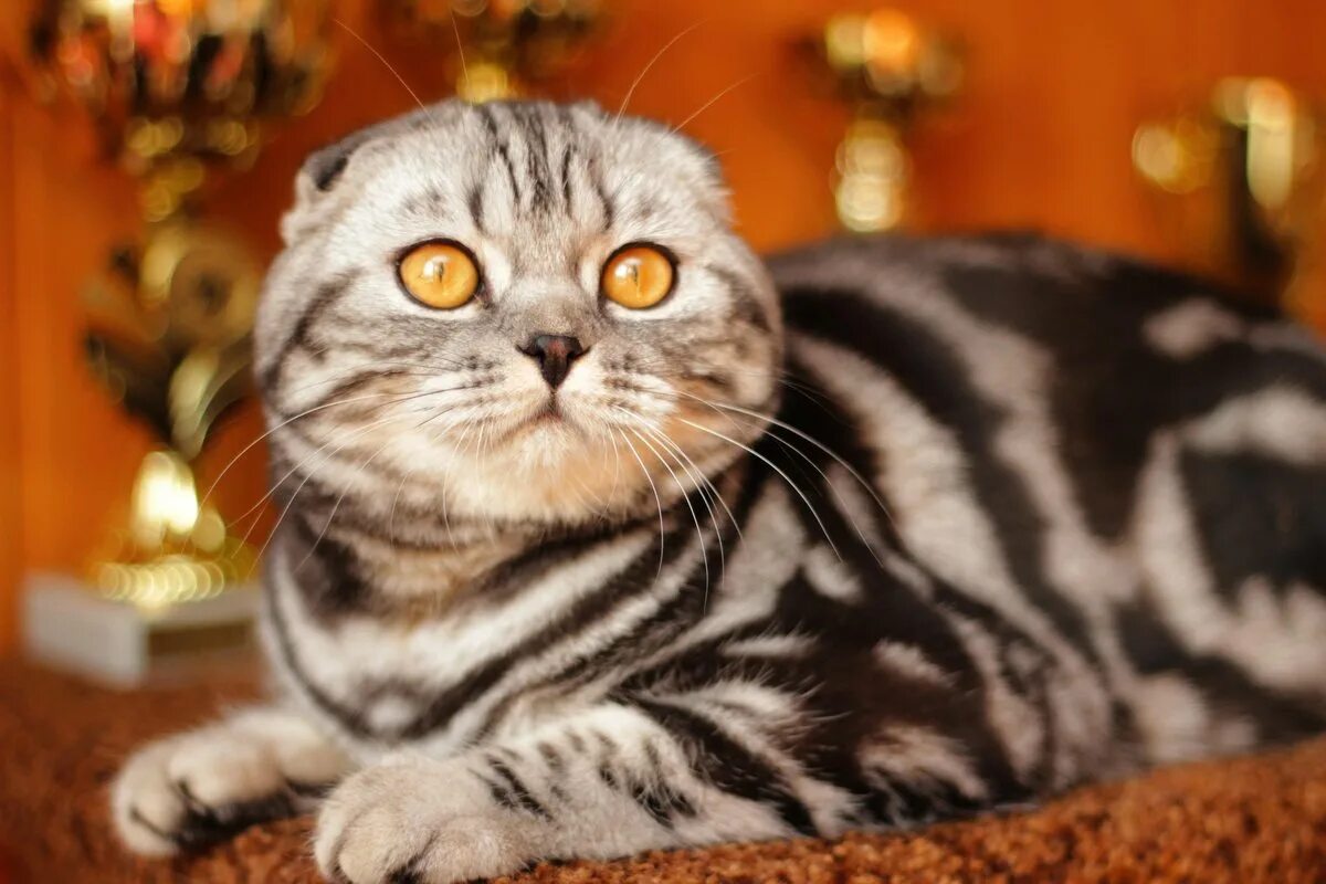 Рассмотрите фотографию кошки породы шотландская вислоухая. Скоттиш-фолд Шотландская вислоухая. Полосатый табби Шотландская вислоухая. Скоттиш фолд и страйт кошки. Шотландский вислоухий кот скоттиш фолд.