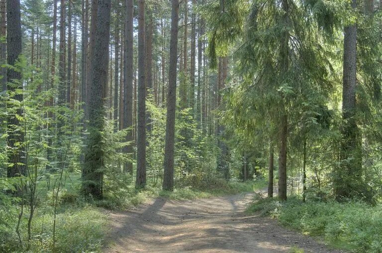 Природа северо запада района. Лес Северо-Запада России. Леса Северо Западного экономического района. Северо-Западный экономический район природа района. Лесные ресурсы Северо Запада России.