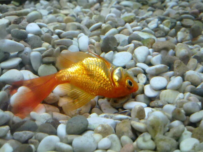 почему рыбка. плавниковая гниль у меченосцев. аквариумная рыба, которая лежит на дне. рыбка вверх брюхом. рыбы на дне аквариума.