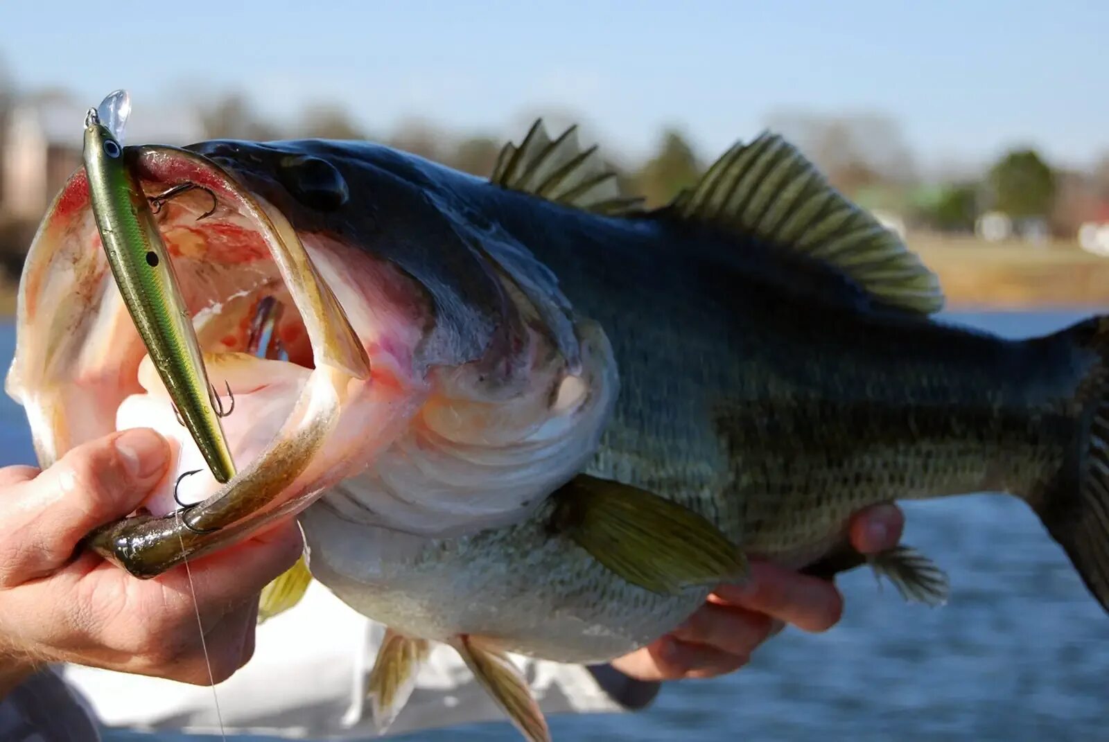 Виды басса. Большеротый окунь басс. Largemouth Bass рыба. Большеротый окунь 4. Американский Большеротый окунь.