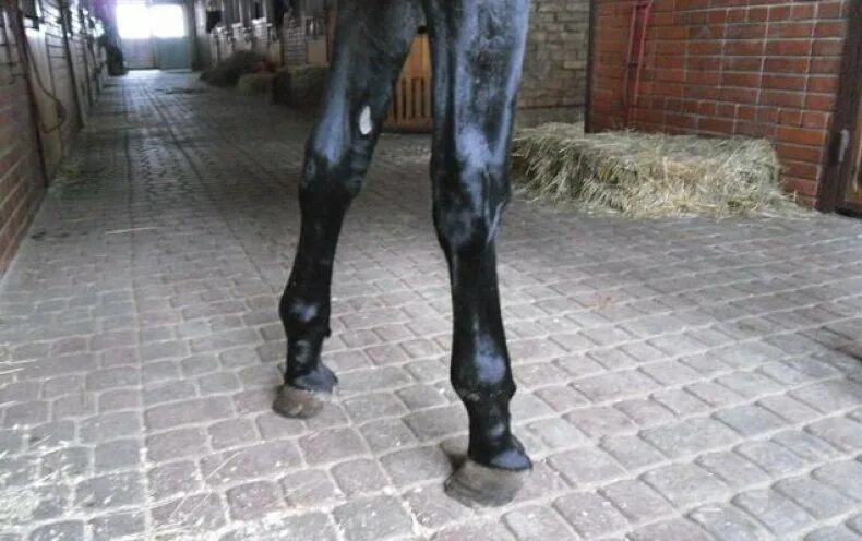 лошадь отек ноги