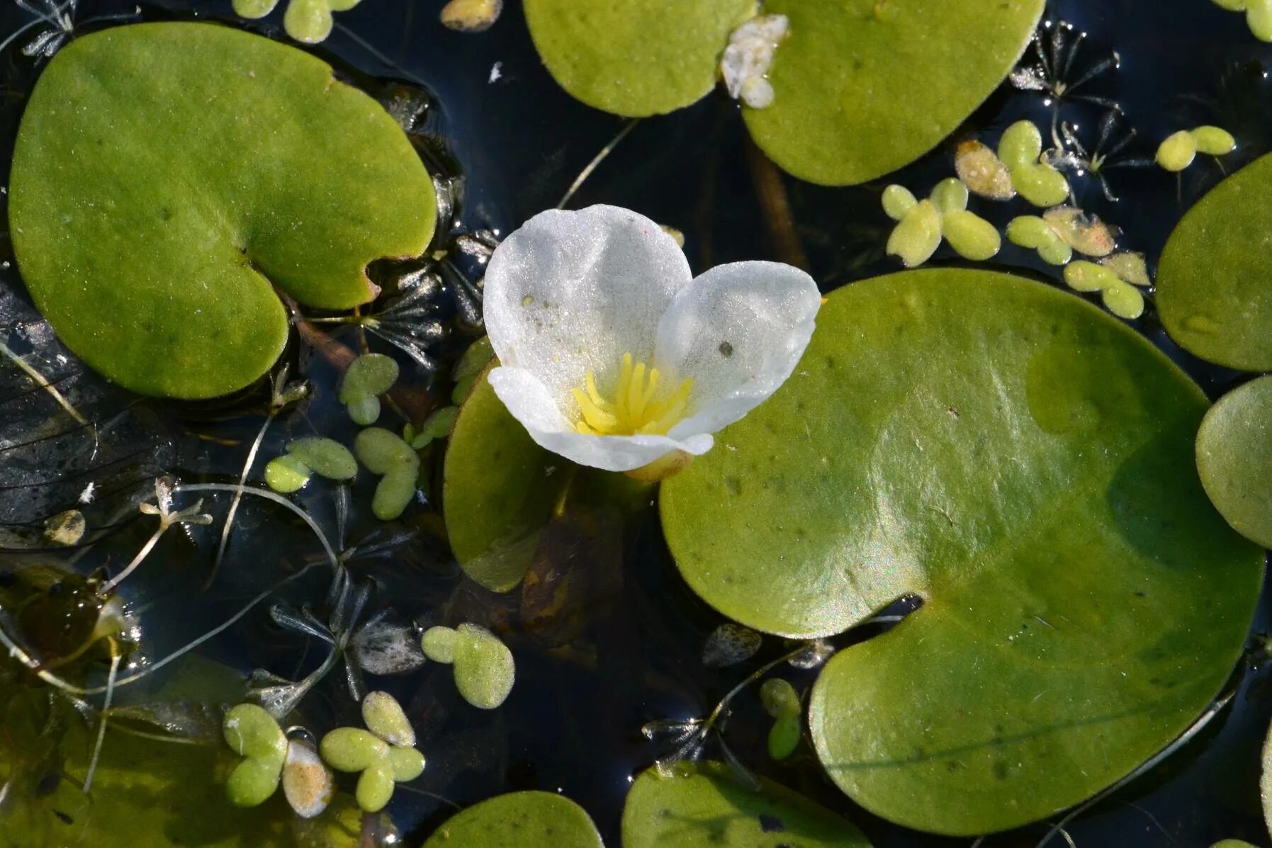 Водные растения у воды. Водокрас Лягушачий. Водокрас Лягушачий (Hydrocharis morsus-Ranae). Водокрас обыкновенный. Водокрас обыкновенный (Hydrocharis morsus-Ranae).