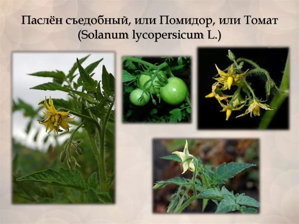 Томат семейство Пасленовые. Томат (Solanum lycopersicum). Паслен съедобный. Томат паслен. Покрытосеменные пасленовые двудольные паслен черный паслен