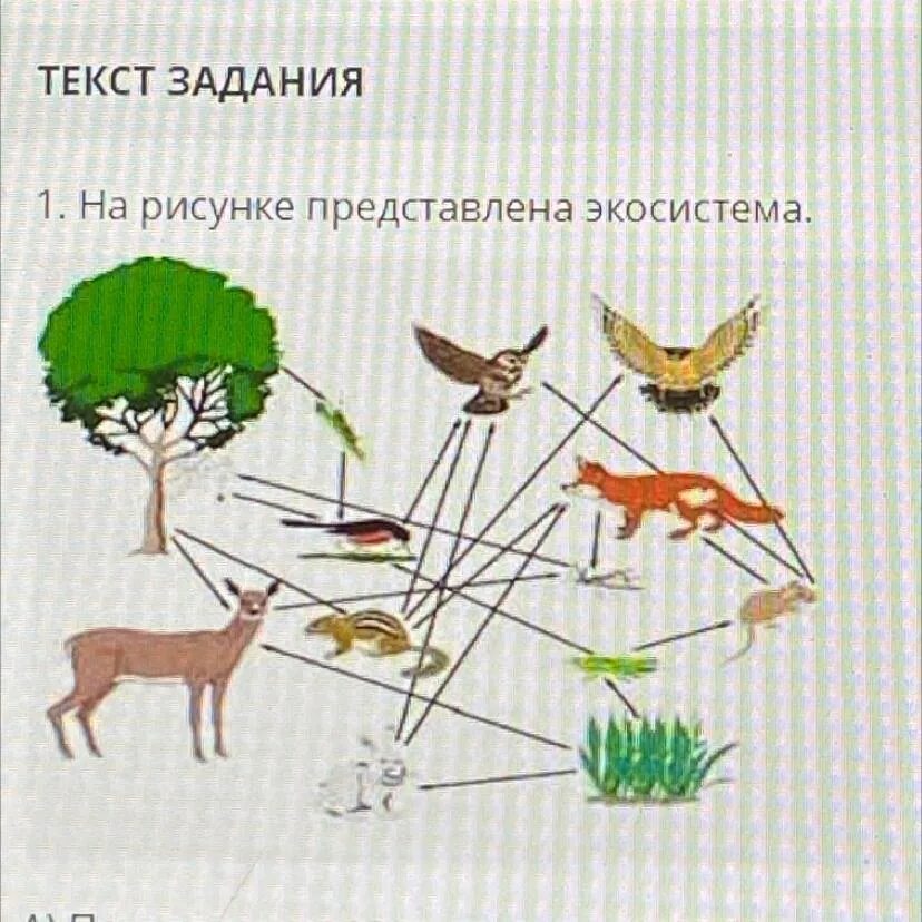 Пищевые цепи 5 6 звеньев. Пищевая цепь. Пищевая цепь пять звеньев. Пищевая цепочка в области ВЫСОТНОЙ поясности. Пищевая цепь 5 звеньев.