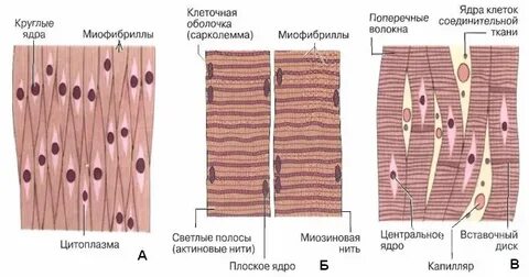Мышечная клетка с одним ядром