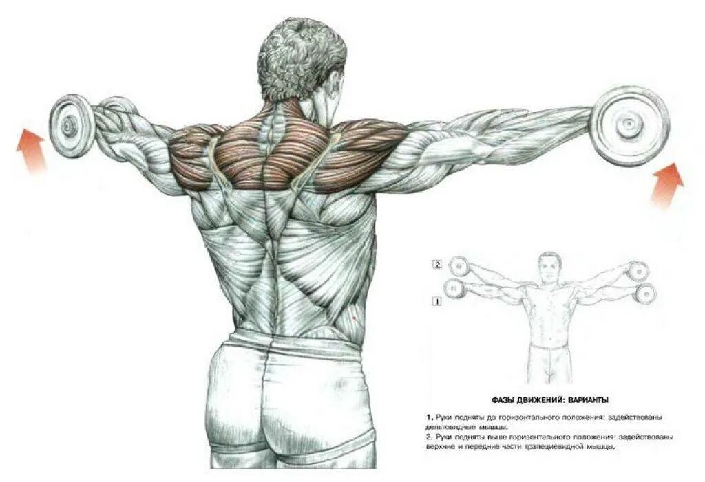Плечи с гантелями дома. Отведение плеч с гантелями стоя. Передняя Дельта средняя Дельта задняя Дельта. Упражнение для дельтовидные мышцы (мышцы плечевого пояса);. Упражнения для дельтовидной мышцы плеча.