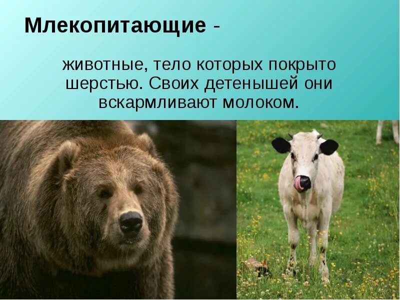 Млекопитающие 3 класс окружающий мир