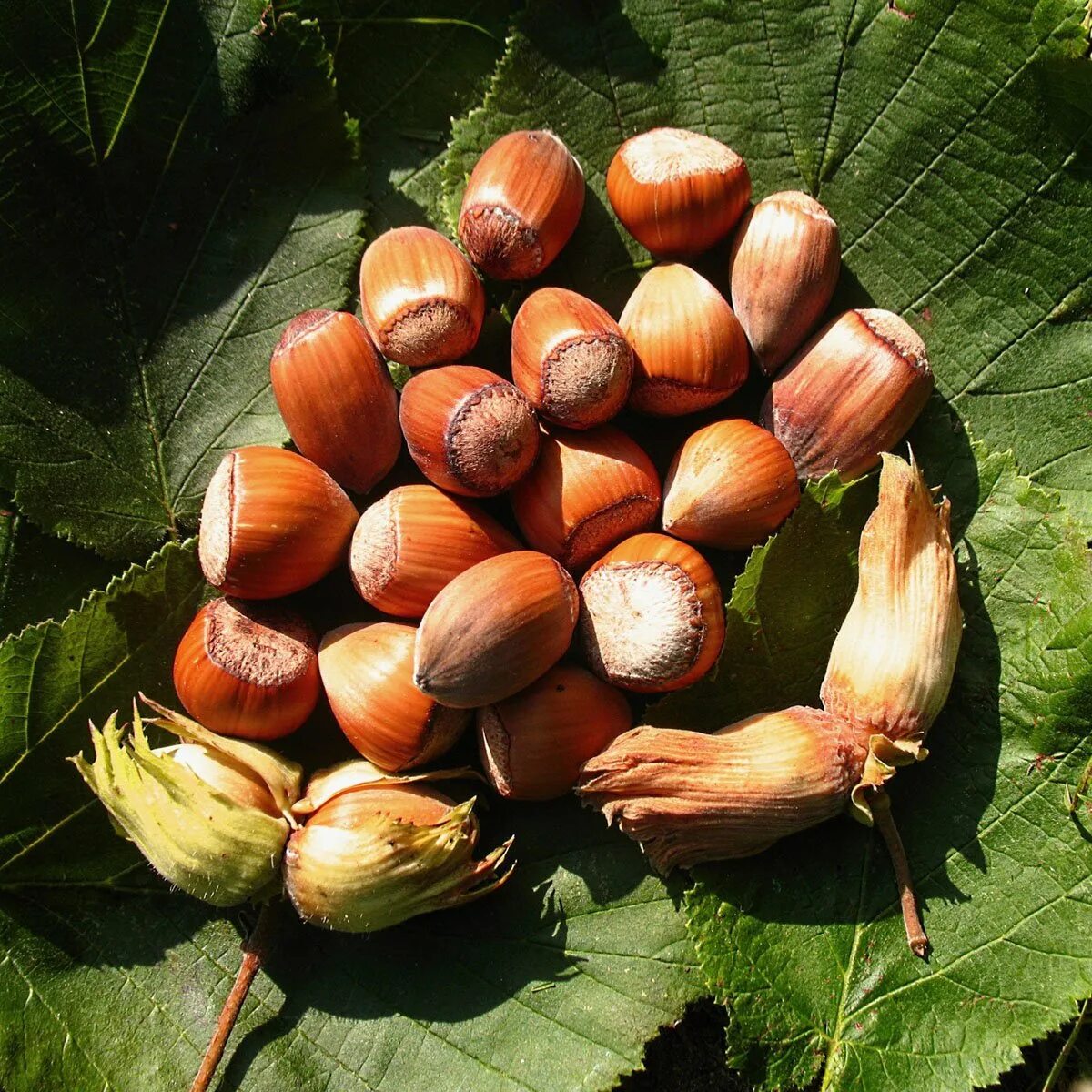 орех 6 2. орех 6 2. Vtylfkmyst jhtir b. фундук лещина. орех грецкий скороплодный.