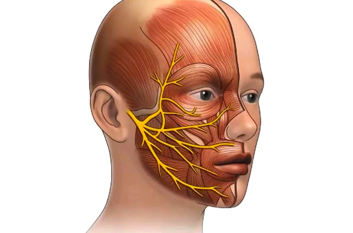 Троичный лицевой нерв. Neuralgia тройничный нерв. Неврит лицевого нерва анатомия. Тройничный нерв анатомия воспаление. Nervus trigeminus анатомия.