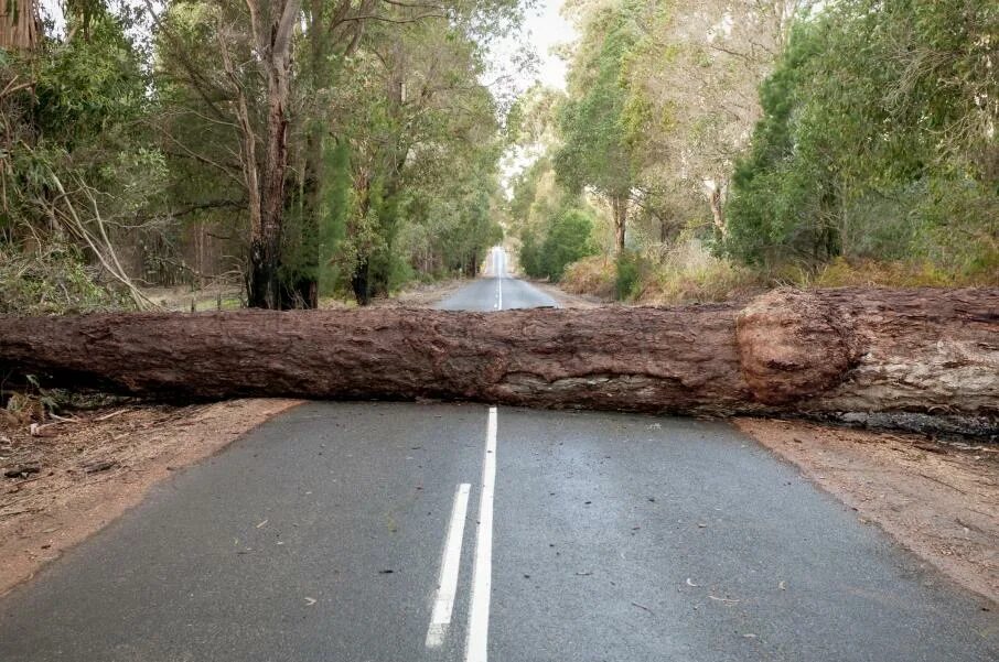 Look at that tree it fall down