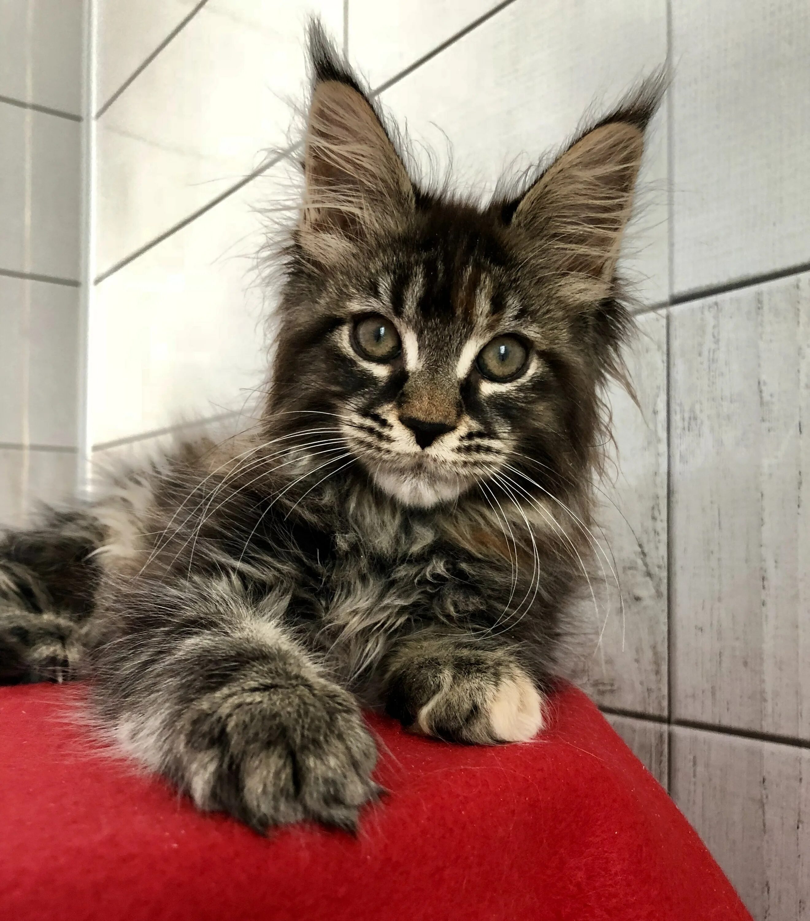 Мейн кун брянск. Мейн кун вайлд. Абсент питомник мейн кунов московская область. Кот мейн кун. Серый пушистый котенок метис мейн куна.