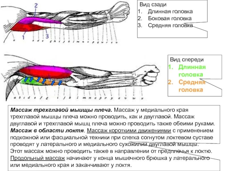 Лечение предплечья. Миофасциальный массаж предплечья. Массаж плеча и предплечья. Массаж мышц рук. Массаж руки предплечья.