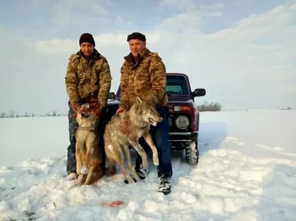 Охота на волка зимой
