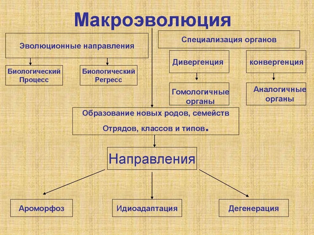 Определите по рисунку направления эволюции. Макроэволюция основные направления эволюции 9 класс. Направления макроэволюции схема. Макроэволюция это процесс. Эволюционный процесс схема.