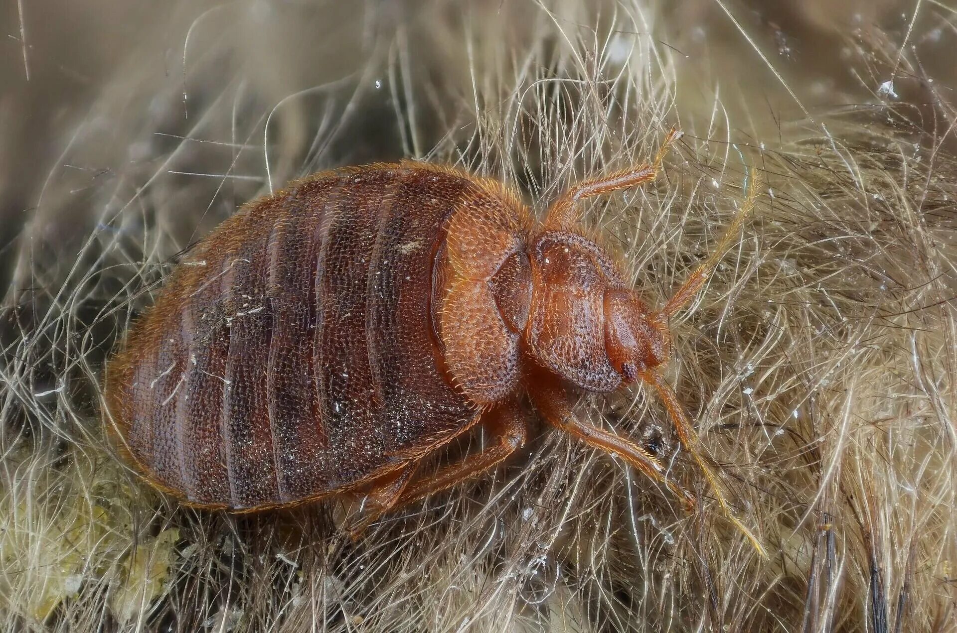 Кто ест клопов. Постельный клоп (Cimex lectularius). Постельный клоп Cimex lectularius (личинки, нимфы). Постельный клоп (Cimex hemipterus). Хитиновая оболочка клопа.