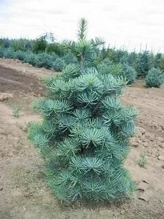 Abies concolor fagerhult