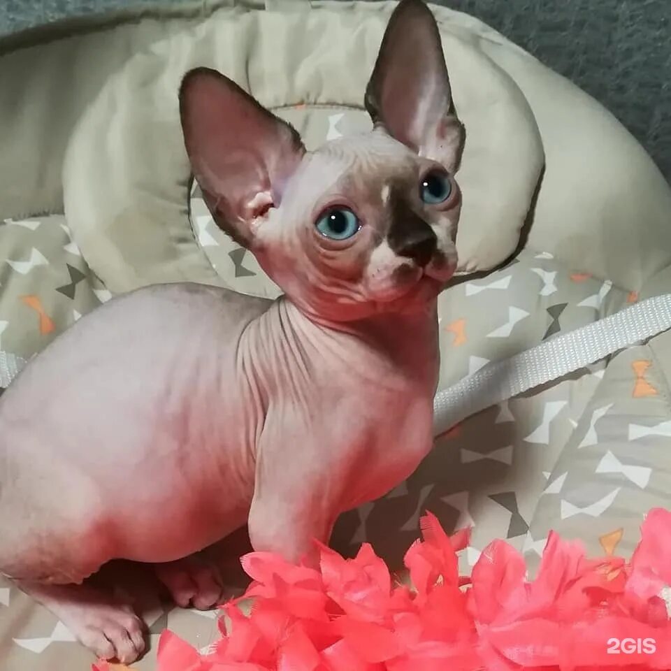 Лысая кошка авито. Как сделать лысым котятам игрушки своими руками. Лысая кошка авито. Сфинксы продаются. Донской сфинкс.