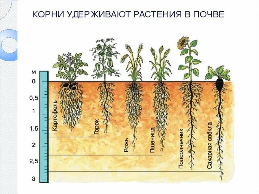 Глубина проникновения корневой системы цветов. Корневая система растений глубина.