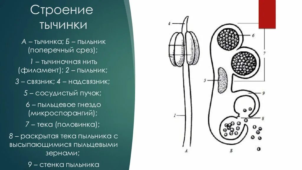 Микроспорогенез и микрогаметогенез. Андроцей строение пыльника. Андроцей строение тычинки. Андроцей. Строение тычинки, микроспорогенез .. Строение тычинки и пыльцы