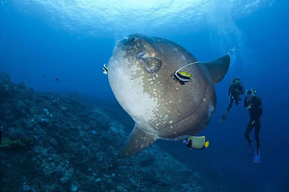 Обыкновенная Луна-рыба Mola Mola. Огромная морская рыба. Большие рыбы в океане. Морская рыба Луна.
