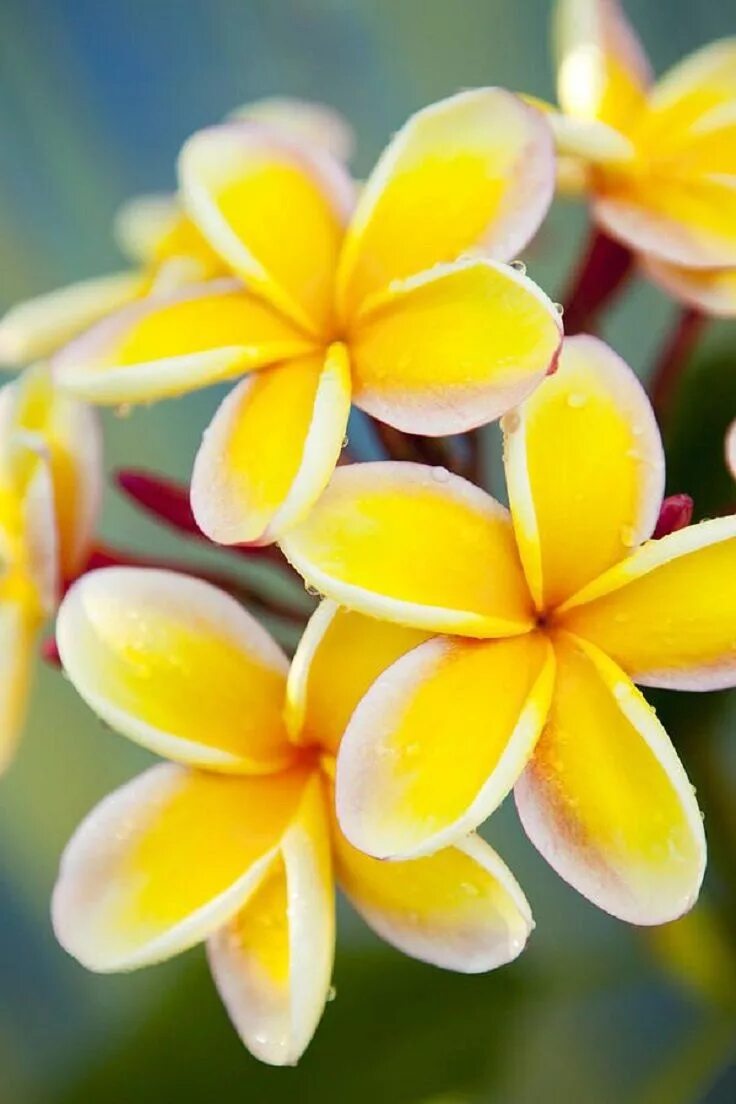 Плюмерия Франжипани. Цветы Плюмерия Франжипани. Плюмерия желтая. Франжипани Гавайи.