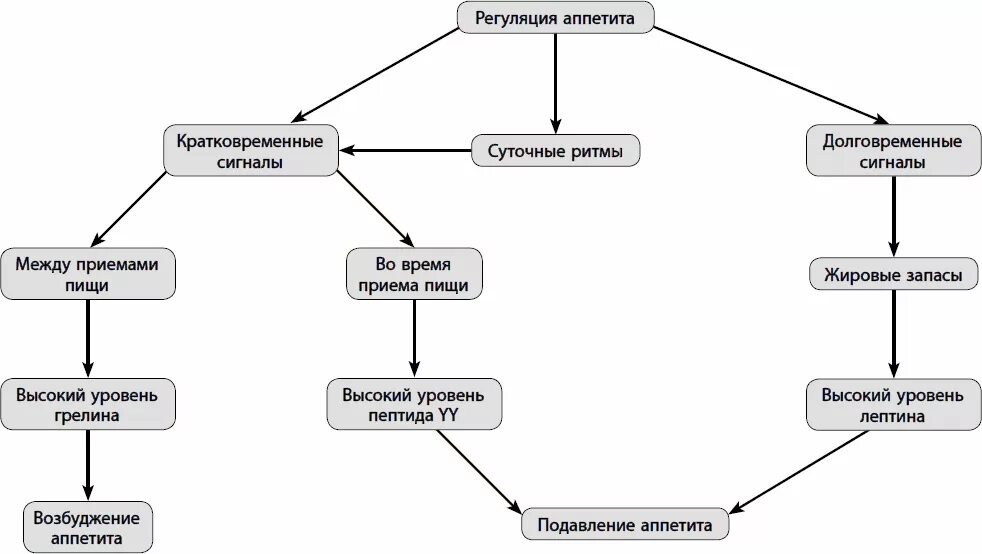 Схема регуляции аппетита. Регуляция аппетита у человека схема. Механизмы регуляции аппетита. Регуляция пищевого поведения физиология. Схема голода