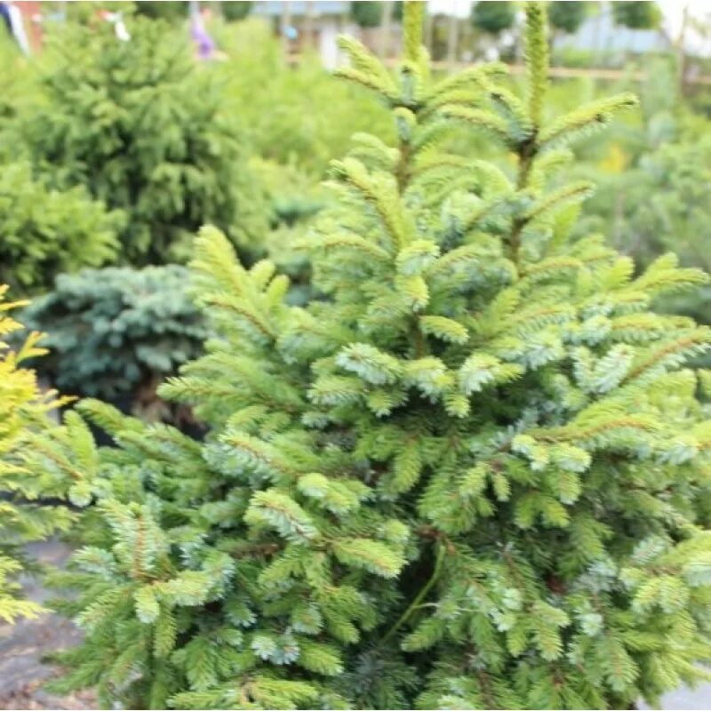 Ель колючая montgomery. Picea omorika silberblau. Ель сербская picea omorika. Ель колючая montgomery. Ель nana.