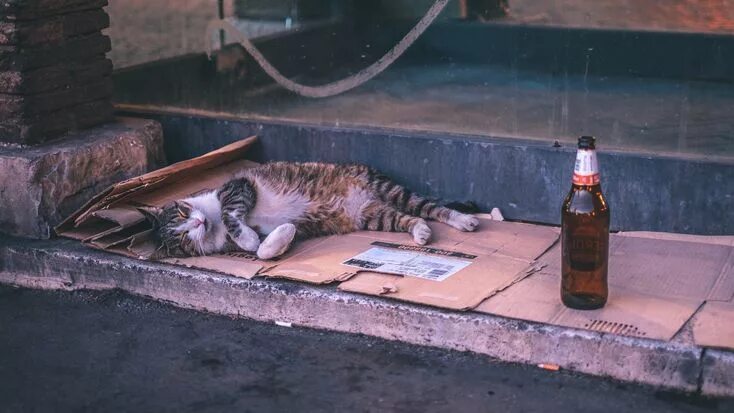 "Drunk cat" - image created in Shedevrum