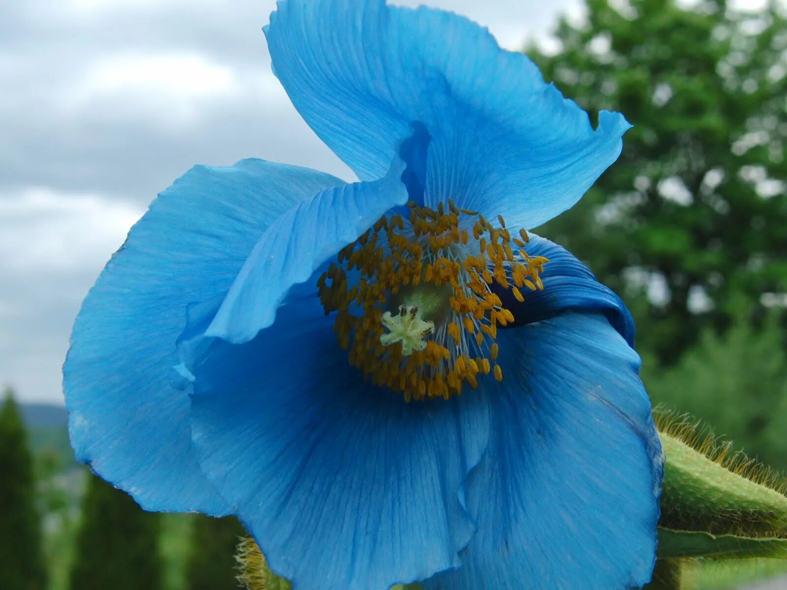 Гималайский голубой мак. Меконопсис Шелдона. Meconopsis Grandis. Меконопсис Гималайский Мак.