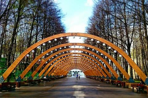Парк сокольники деревья