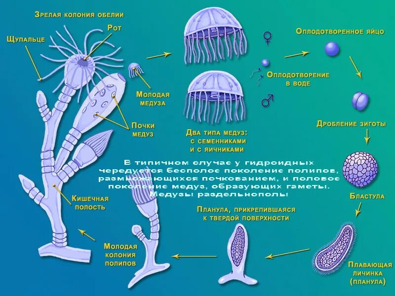 Жизненный цикл гидроидных медуз. Полип обелия строение. Жизненный цикл ГИДРОИДА Obelia. Жизненный цикл ГИДРОИДА Aurelia.