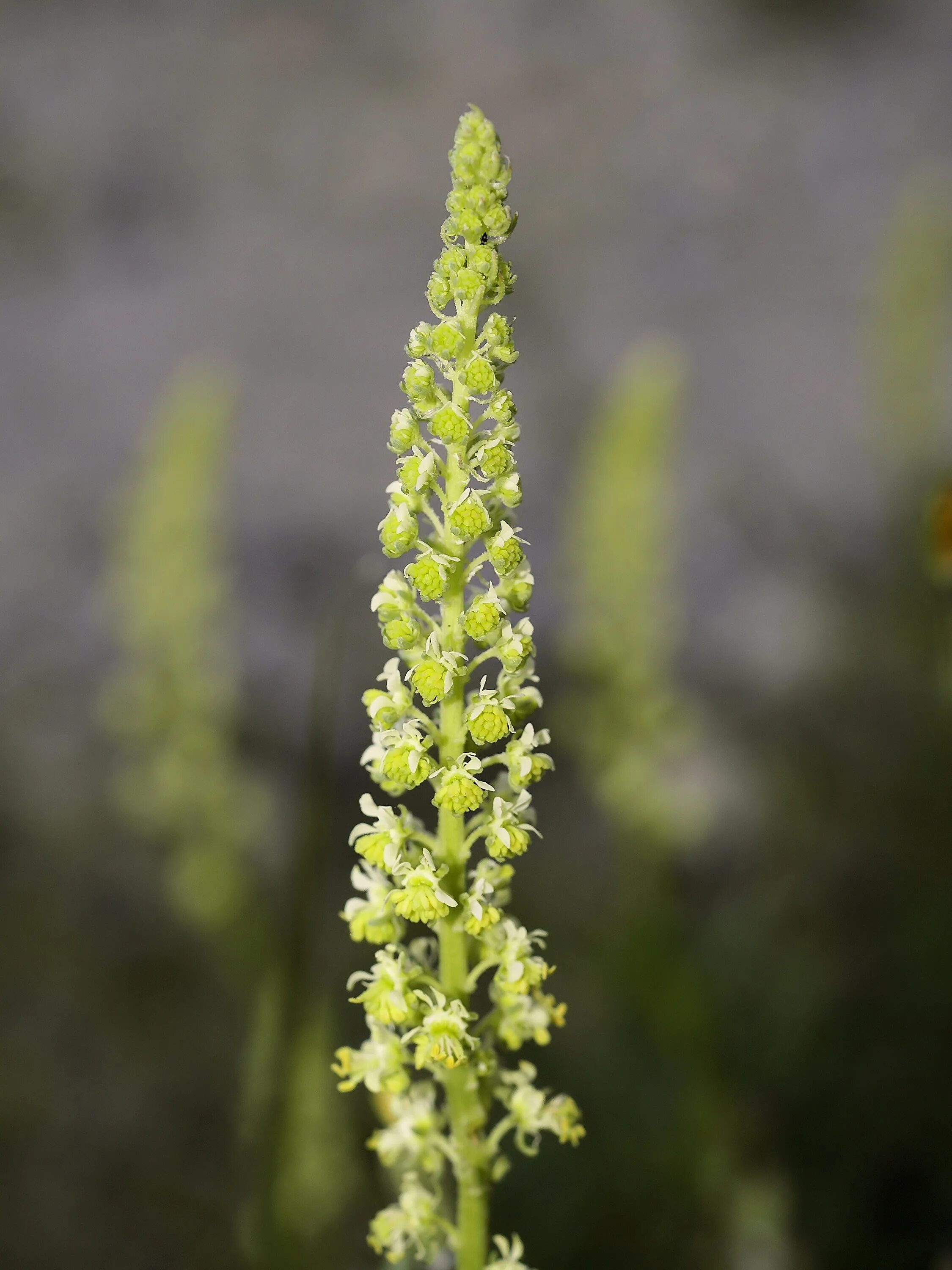 Резеда душистая. Reseda odorata. Резеда Полевая. Цветок Резеда душистая. Резеда мин