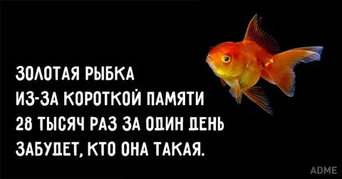 У кого самая короткая память в мире