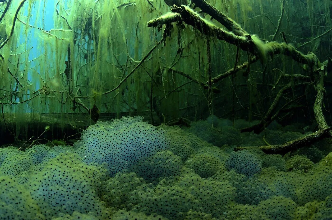 Болото кислород. Подводный мир болота. Дно водоема. Подводные растения. Речное дно.