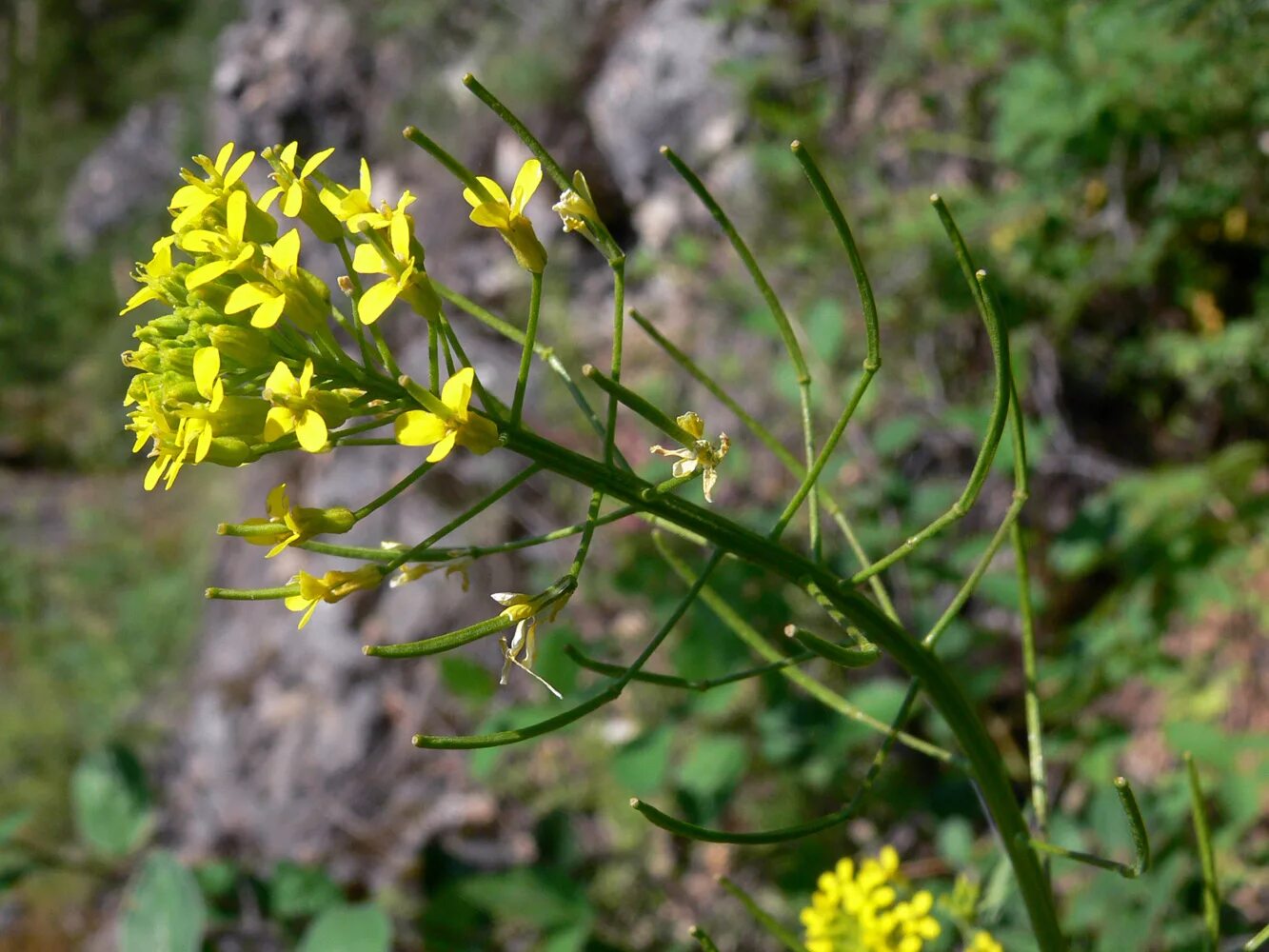 Желтушник серый фото и описание Erysimum cheiranthoides Image of an specimen Plantarium