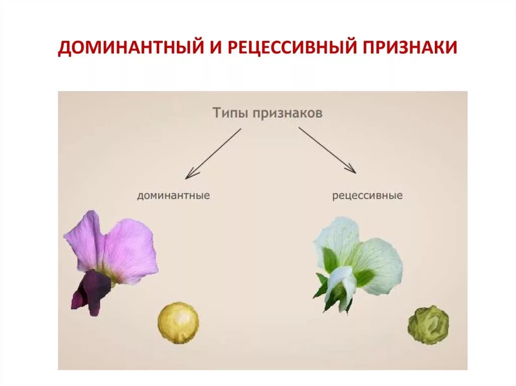 Муха доминантные и рецессивные. Рецессивный признак. Доминантный признак. Доминантные и рецессивные признаки. Доминантный в биологии определение.