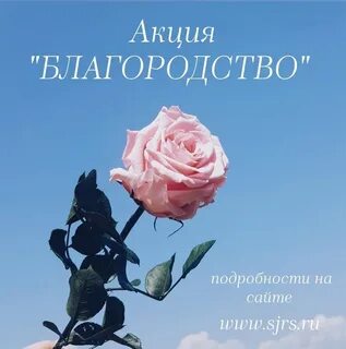 Розы эстетика