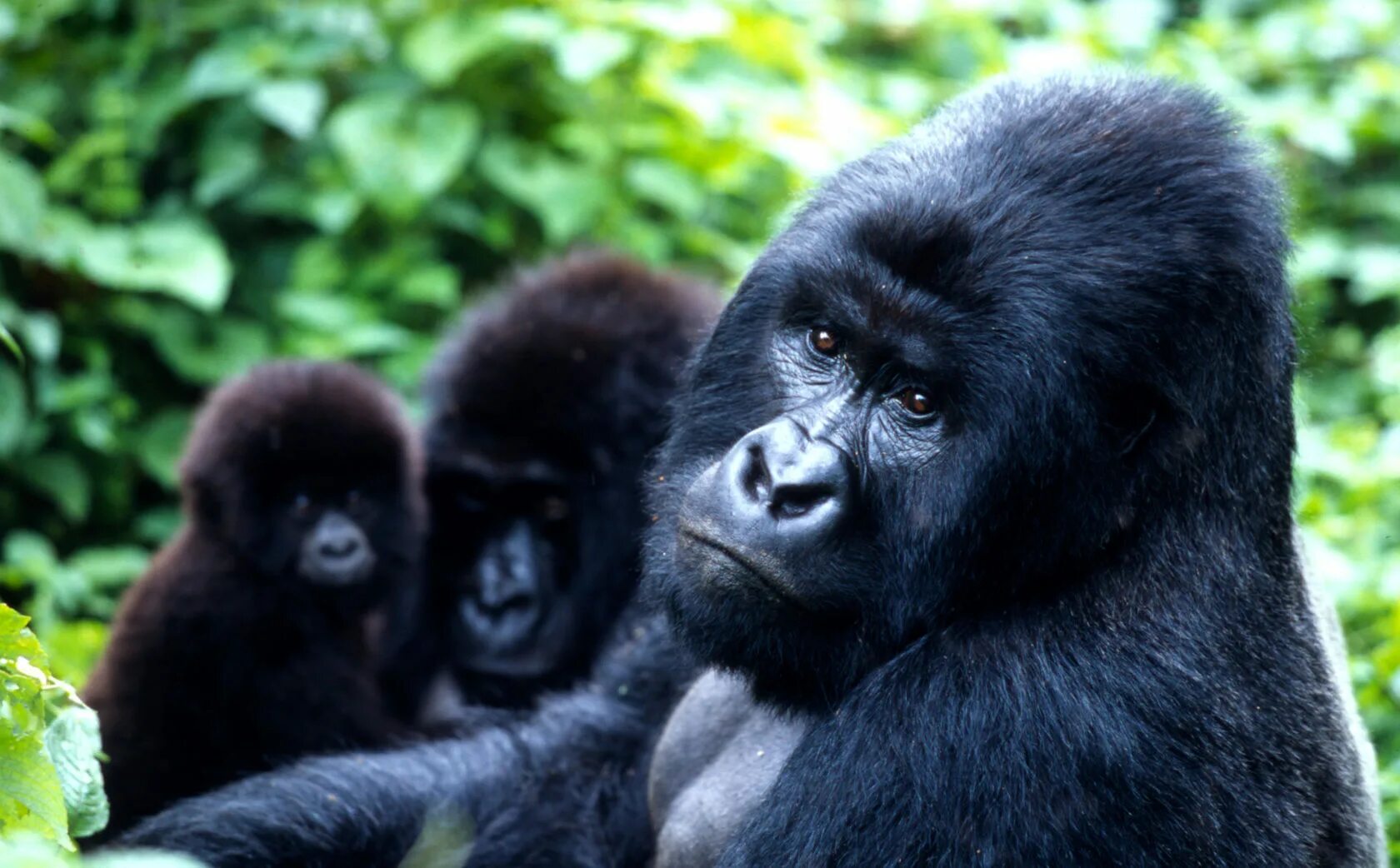 Самая человекообразная обезьяна. Восточная Горная горилла. Восточная Горная горилла Африка. Горная горилла гориллы. Камерунская горилла.