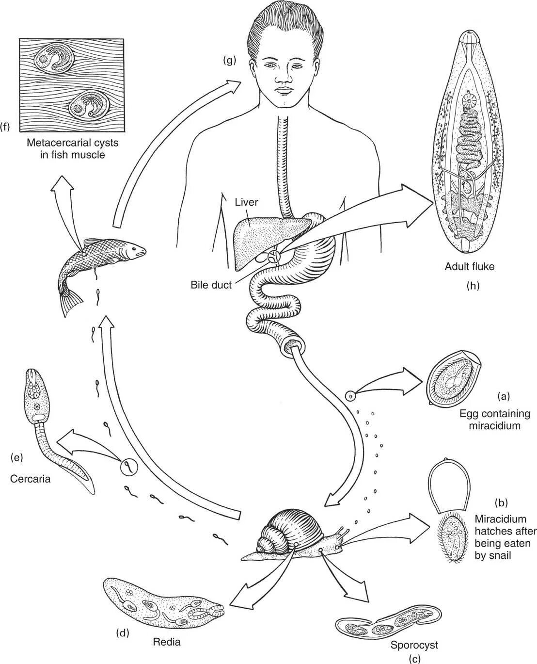 Clonorchis sinensis цикл развития. Кошачья двуустка жизненный цикл. Жизненный цикл клонорха. Цикл развития кошачьей двуустки схема.